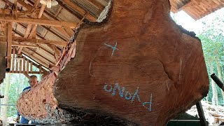 The biggest redwood history from solo ! Giant wood worth 30 million for fishing boats sawmil