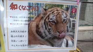 【ボール遊び】アムールトラ（和）@茶臼山動物園20221030