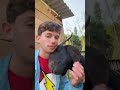 So sad #goat #goatfarming #animals #goatfarming #shortvideo #funny #goatfarmerlife #trend