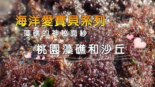 〈海洋愛寶貝系列〉- 藻礁的神秘面紗(桃園藻礁和沙丘)