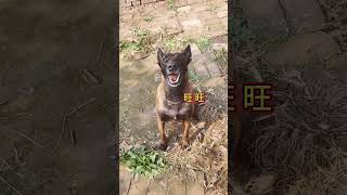 狗子成精了 马犬黑豹 挑战全网不用配音发布狗子最真实的日常 ！