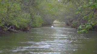 案内鳥（美々川/北海道）