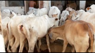 India's Holy Cow--Becoming Extinct?