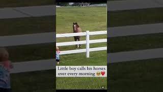 LITTLE BOY CALLS HIS HORSES OVER EVERY MORNING‼️🐴❤️👦 #streamhorsetv #horse #boy #cute #beautiful