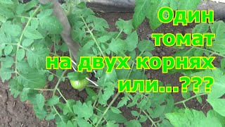 Продолжение эксперимента: что лучше - один томат на двух корнях или два томата в одну лунку, или...