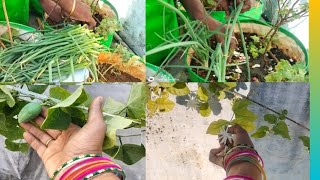 ఉల్లి కాడలు#ఉల్లి పొరక#Spring onion Harvesting in my Terrace garden#organic vegetables# v\u0026vchannel