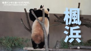 落ちないでね【たった今】アドベンチャーワールド、楓浜🍁【毎週パンダ2023/03/04】Panda just now,cute panda video