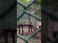 jhargram jungle mahal zoological park shortsfeed ytshorts shorts