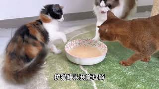 说三花猫是猫界大美女，太肤浅了！