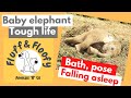 Baby Elephant enjoys showering, posing for the camera, then falls asleep & mom tucks him in! #shorts