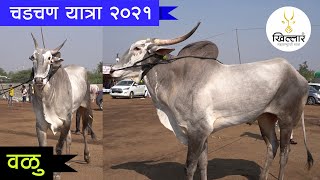 वळू - चडचन यात्रा-बाजार २०२१ | भाग 3 । Khillar Maharashtrachi Shaan | 2021