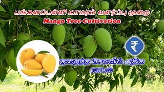 பங்கனப்பள்ளி மாமரம் வளர்ப்பு முறை|| Mango Tree Cultivation|குறைந்த செலவில் அதிக லாபம் #msprosegarden