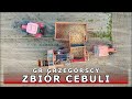 WIELKI zbiór cebuli w GR Grzegórscy | 2 x ZETOR + URSUS C-330 + GRIMME