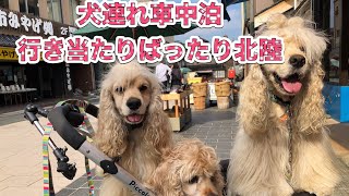 アメリカンコッカースパニエル  (犬連れ　車中泊) 行き当たりばったり北陸