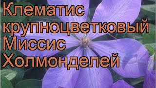 Клематис крупноцветковый Миссис Холмонделей 🌿 обзор: как сажать, саженцы клематиса