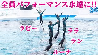 「豪華絢爛」シャチショー全員パフォーマンス!!  鴨川シーワールド  KamogawaSeaWorld killerwhales