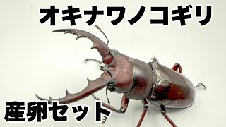 オキナワノコギリクワガタの産卵セットを組みました！Prosopocoilus dissimilis okinawanus