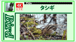 【4K】タシギ　～湿地でエサ探し～　20220314　Bird　野鳥