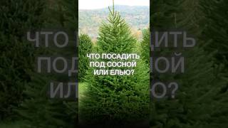 ЗАБЕРИТЕ ГАЙД ПО УХОДУ ЗА ТУЯМИ НА ГОД 👉 по ссылке в описании канала #дача #сад #цветы #длядачи