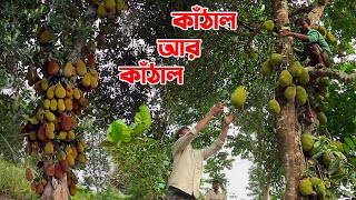 শ্রীমঙ্গলের কাঁঠাল ||@PanoramaDocumentary