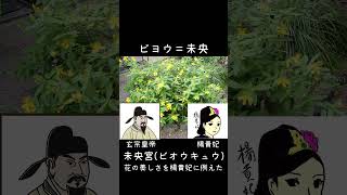 30秒植物紹介【未央柳(ビヨウヤナギ)】