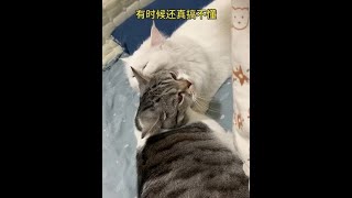 武力明明不敌人家，为什么要上赶着挨揍嘞#猫咪的迷惑行为 #记录猫咪日常vlog #萌宠出道计划