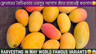 যে ৭ টি বিশ্বসেরা আগাম জাত মে মাসে হারভেস্ট করলাম।May Harvest 2024🥳