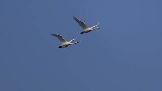 コハクチョウ飛翔　野鳥　Tundra swan　wildbirds