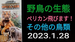 神戸どうぶつ王国（1）ペリカン他の鳥類🦜2023年1月28日（土）