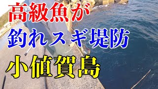 堤防ポテンシャル高過ぎ!!高級魚乱舞　【五島列島小値賀島釣り旅#1】#金楽勺 #釣り #旅