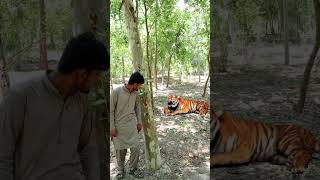 tigerattack man in forest#tiger #attack #animal #viral #shorts #shortsvideo #junglekatiger