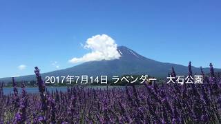 山梨 花＆花 大石公園 ハーブ庭園 花の都公園