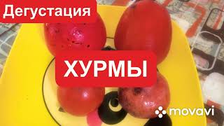 ХУРМА. Дегустация 4х сортов.