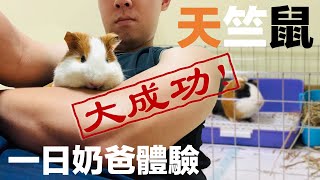 【Fatbe Diary】天竺鼠一日奶爸體驗之大成功 Guinea pig's challenge success