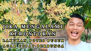 Jika Bunga Mangga Rontok, Potes Pucuk Agar Cepat Berbunga Lagi