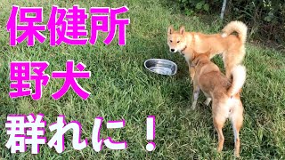 保健所から来た野犬？野良犬？群れに入れて行きます！Animal Rescue Nursing