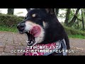 富士山周辺のにじます美味い公園に行ってみた【猪之頭公園】朝霧高原方面　＠散歩30分ちょっと