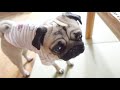 感情の起伏が激しい愛犬に振り回される飼い主　パグ犬ぷぅ pug