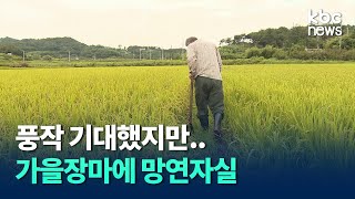 풍작 기대했지만.. 가을장마에 수확 앞둔 농가 '한숨' / kbc뉴스