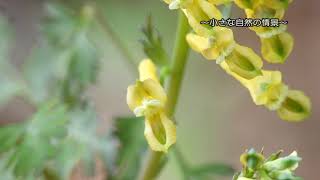 【野山の植物】ミヤマキケマンの花