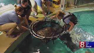 Mystic Aquarium looking for more funding to send rehabilitated New Haven seal back into wild