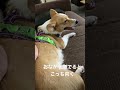 おなかを撫でるとこっち向くコーギー。 犬 dog コーギー