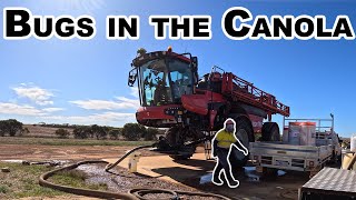 Canola under attack!! | Seeding 2023 Western Australia