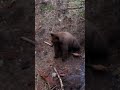 Black bear documentary