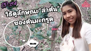 วิธี​ดู​ลักษณะ​ลำต้นของต้นมะกรูด​ byครัวMinimal​ EP​:214 #มะกรูด​ #cooking​ #thailand​