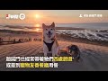 搗蛋柴犬被關籠想偷跑　一抓包就賣萌裝可憐🥺｜寵物動物｜柴柴｜精選影片