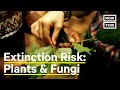 40% of World's Plants at Risk of Extinction | NowThis Earth