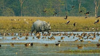 Pobitora Wildlife Sanctuary (पोबीटोरा वन्यजीव अभ्यारण्य, गुवाहाटी), Assam India *Hindi Documentary