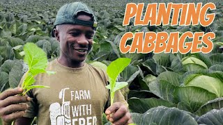 How to plant Cabbages planting. Space and the best fertilizer used to maximize your yield