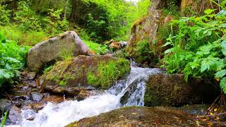 4K Relaxing Waterfall Nature Sounds of a Forest River for Relaxing-Natural Soothing Sound